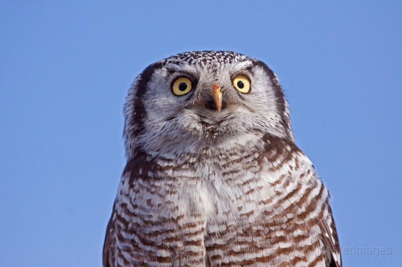 IMG_0182c.jpg - Northern Hawk-Owl (Surnia ulula)